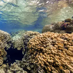 Hump Coral, photo 3