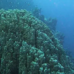 Hump Coral, photo 4