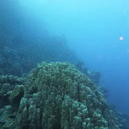 Hump Coral, photo 5
