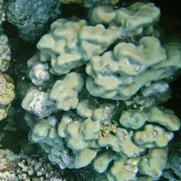 Hump Coral, photo 6