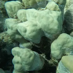 Hump Coral, photo 7