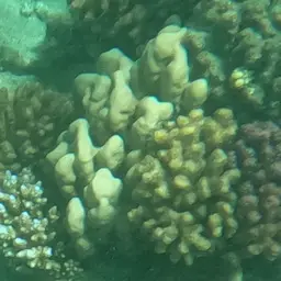 Hump Coral, photo 8