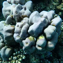 Hump Coral, photo 1