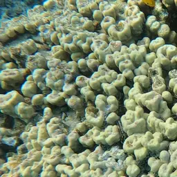 Hump Coral, photo 9