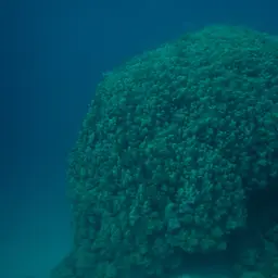 Hump Coral, photo 10