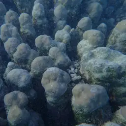 Hump Coral, photo 11