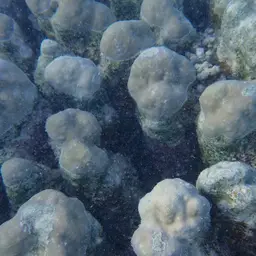 Hump Coral, photo 12
