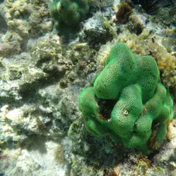 Hump Coral