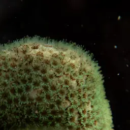 Hump Coral, photo 3