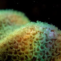 Hump Coral, photo 4