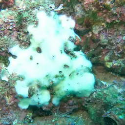 Hump Coral, photo 5