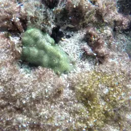Hump Coral, photo 6