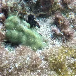 Hump Coral, photo 7