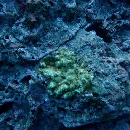 Hump Coral, photo 8