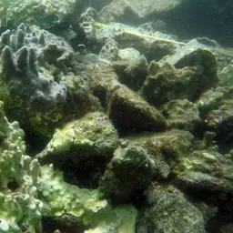 Hump Coral, photo 9