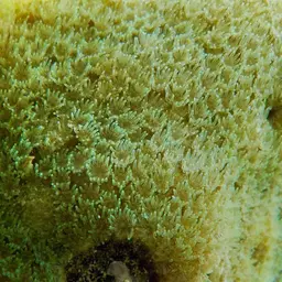 Hump Coral, photo 10