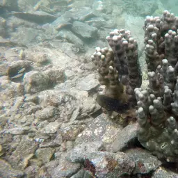 Hump Coral, photo 11