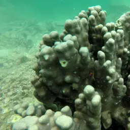 Hump Coral, photo 12