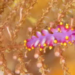 Club Finger Coral, photo 2
