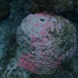 Club Finger Coral, photo 3