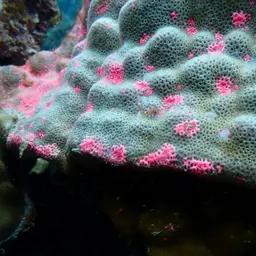 Club Finger Coral, photo 5