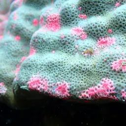 Club Finger Coral, photo 6