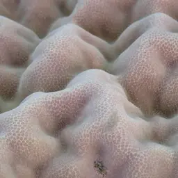Club Finger Coral, photo 7