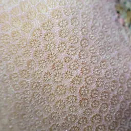 Club Finger Coral, photo 9