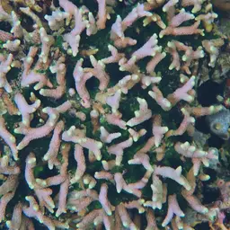 Hump Coral, photo 1