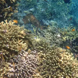 Hump Coral, photo 2