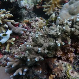 Hump Coral, photo 3