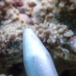 Hump Coral, photo 4