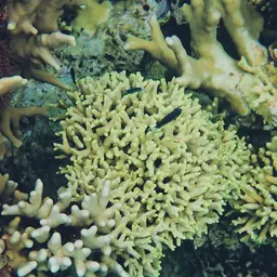 Hump Coral, photo 5