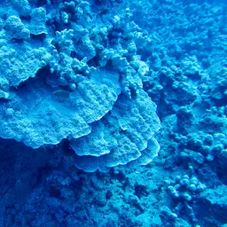Hump Coral, photo 2