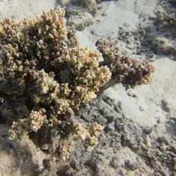 Hump Coral, photo 3
