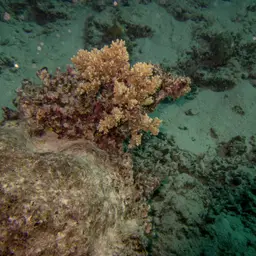 Hump Coral, photo 4