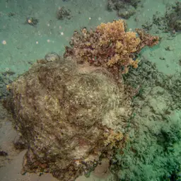 Hump Coral, photo 5