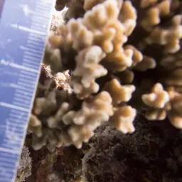 Hump Coral, photo 6