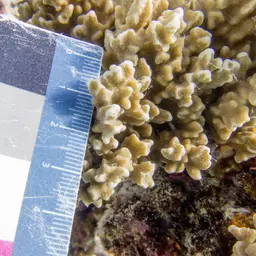 Hump Coral, photo 7