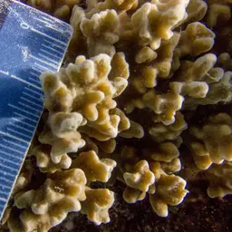Hump Coral, photo 8