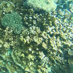 Hump Coral, photo 9