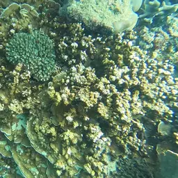 Hump Coral, photo 10