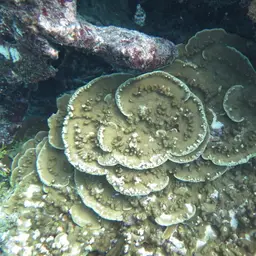 Hump Coral, photo 11