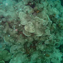 Hump Coral, photo 12