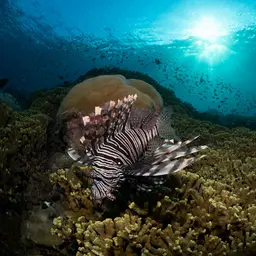 Hump Coral, photo 1