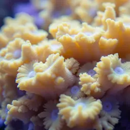 Hump Coral, photo 2
