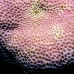 Solid Coral, photo 2