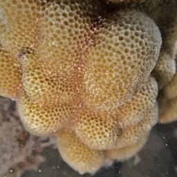 Solid Coral, photo 3