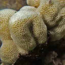 Solid Coral, photo 4