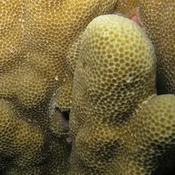 Solid Coral, photo 5